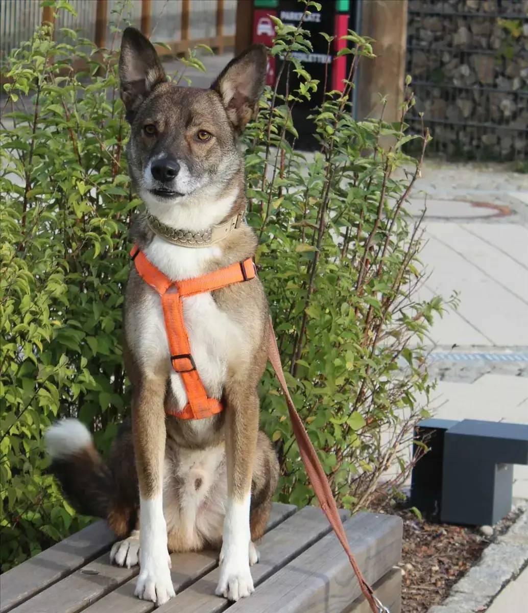 WILLY - Deutscher Schäferhund - Bild 3