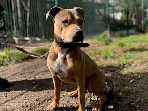 American Staffordshire Terrier-Mix Pablo