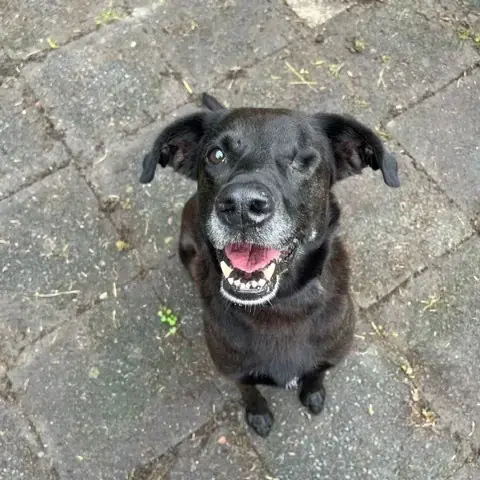 Oskar - Labrador Retriever - Bild 1