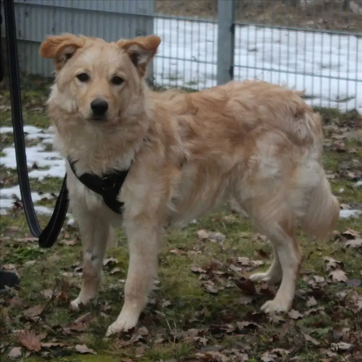 SNOOPY -  - Bild 1