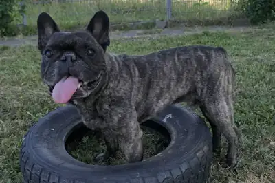 Franz – Französische Bulldogge – Bild 3