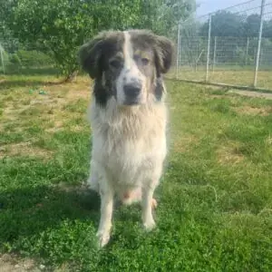 Georgie -  - Bild 2