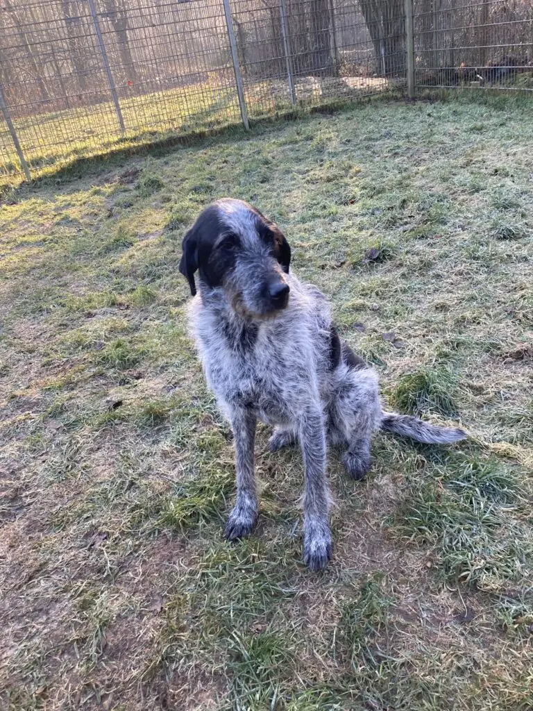 Kira -  - Bild 3