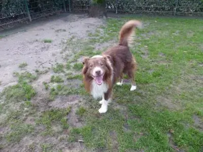 Rocko -  - Bild 9