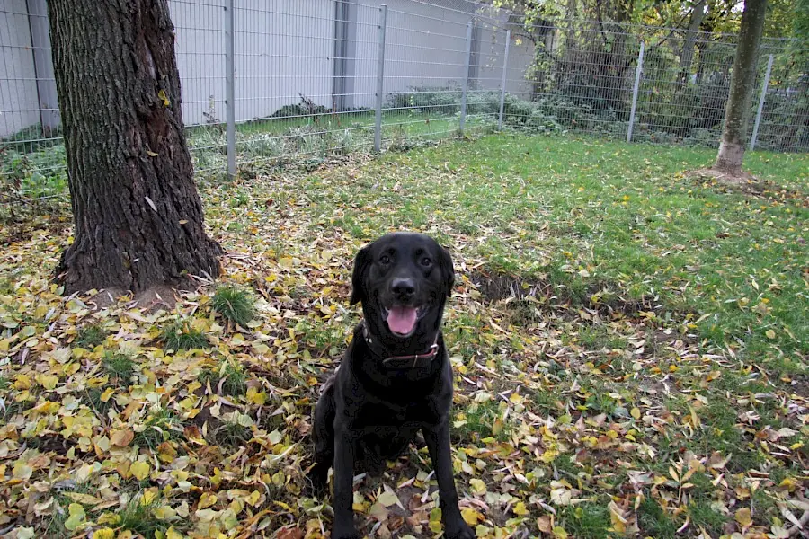 Spike - Labrador Retriever - Bild 6