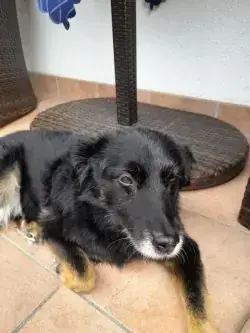 Abel -  - Bild 2