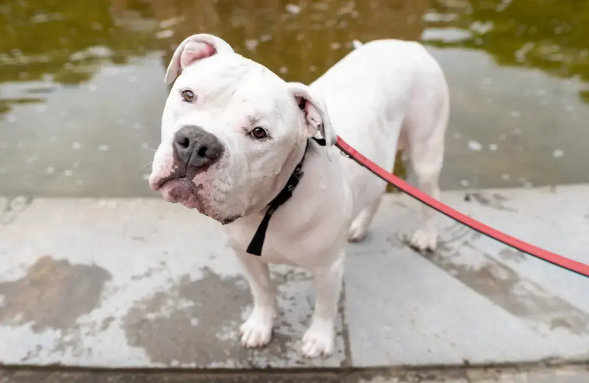 Togo - American Staffordshire Terrier - Bild 4