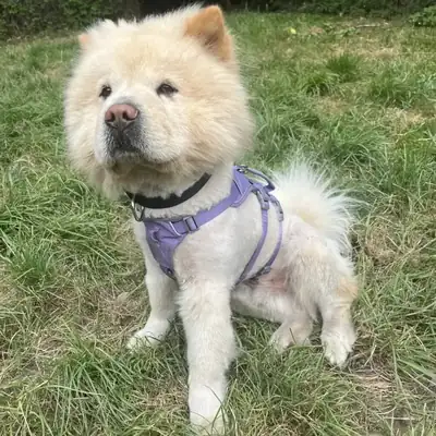 Buddy – Chow-Chow – Bild 3