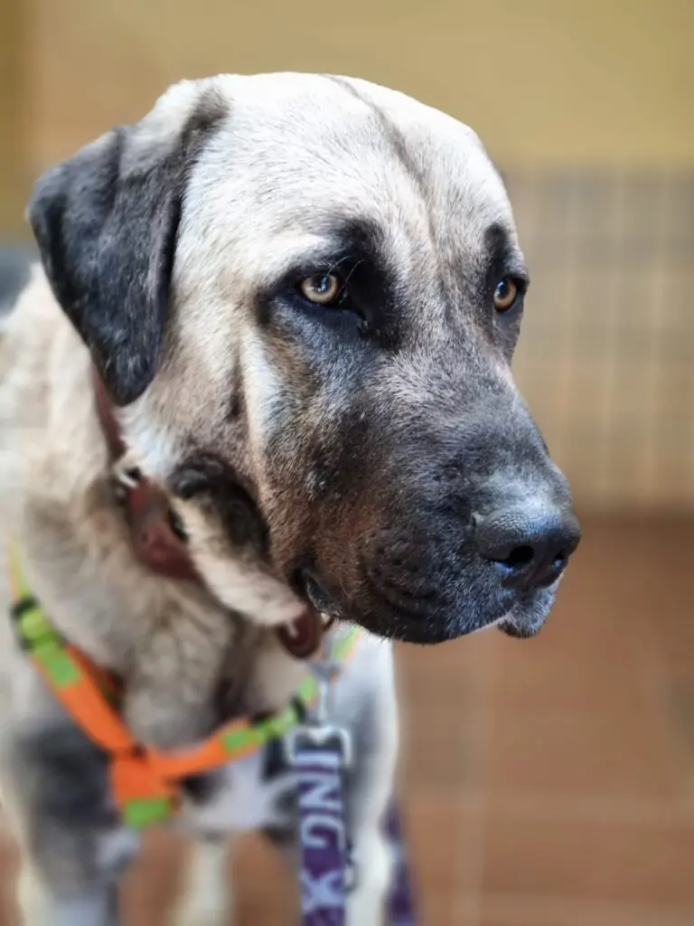 Otis - Kangal-Hirtenhund - Bild 2