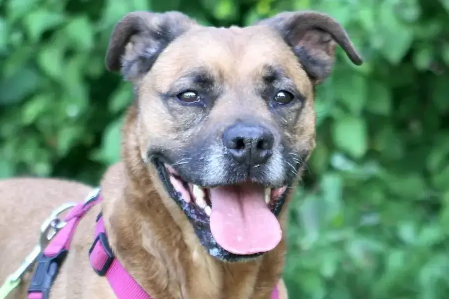 Rottweiler-Mix Diva