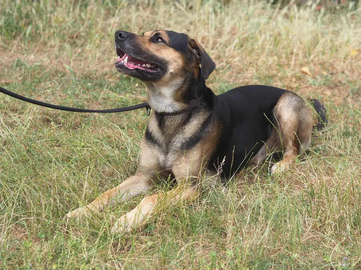 Freddy - Deutscher Schäferhund, Dobermann - Bild 4