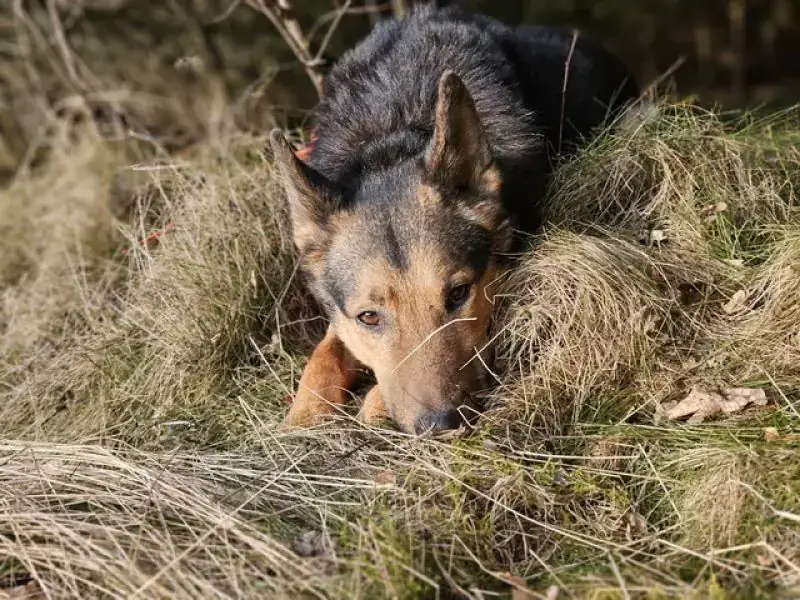 Lando -  - Bild 31