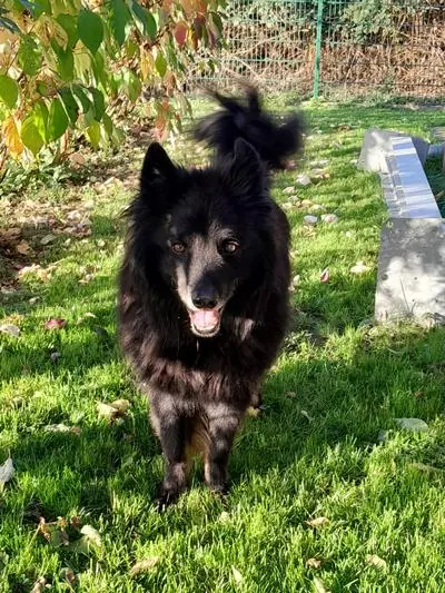 Dexter -  - Bild 1