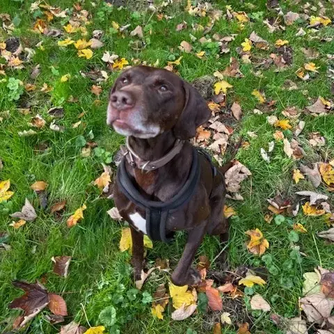 Chuck - Labrador Retriever - Bild 2