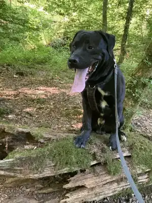 Bobbie – Hund – Bild 6