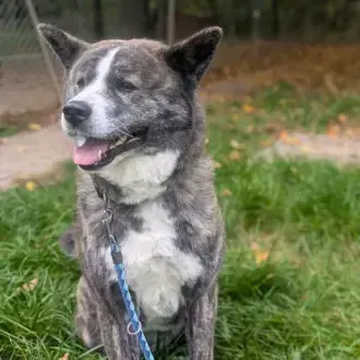 Lucy - Akita - Bild 4