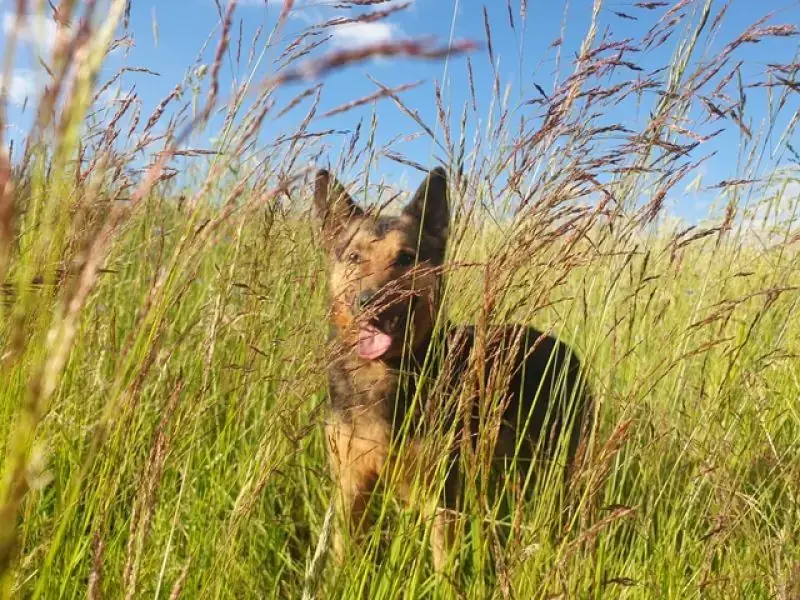 Lando -  - Bild 20
