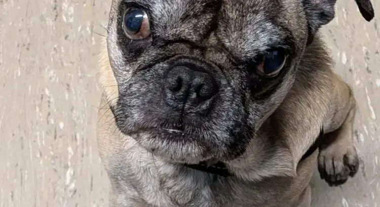 Mops-Mix Karlchen