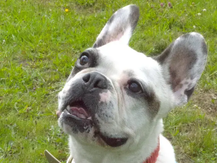 Fritz und Buddy -  - Bild 4