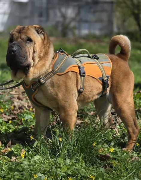 Elisa - Shar-Pei - Bild 2