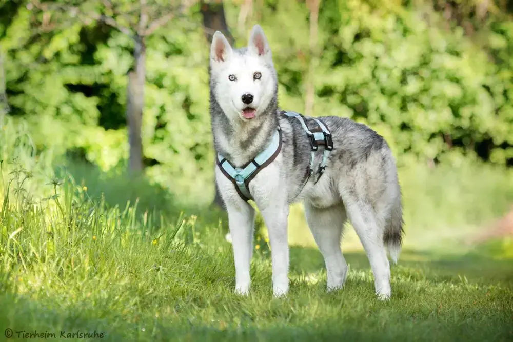 Simba - Siberian Husky - Bild 2