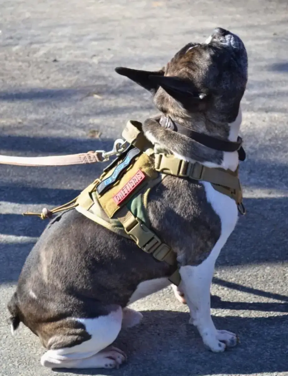 Hope - Französische Bulldogge, Chihuahua - Bild 3