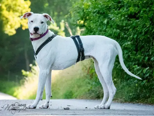 Bonny - Dogo Argentino - Bild 27