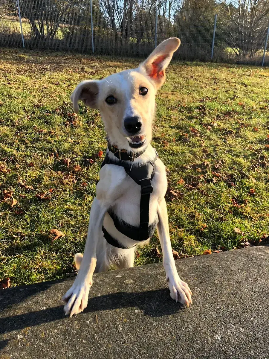 Pippa -  - Bild 2