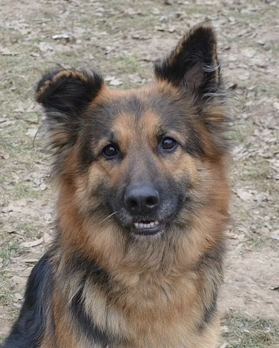 Asta - Deutscher Schäferhund - Bild 1