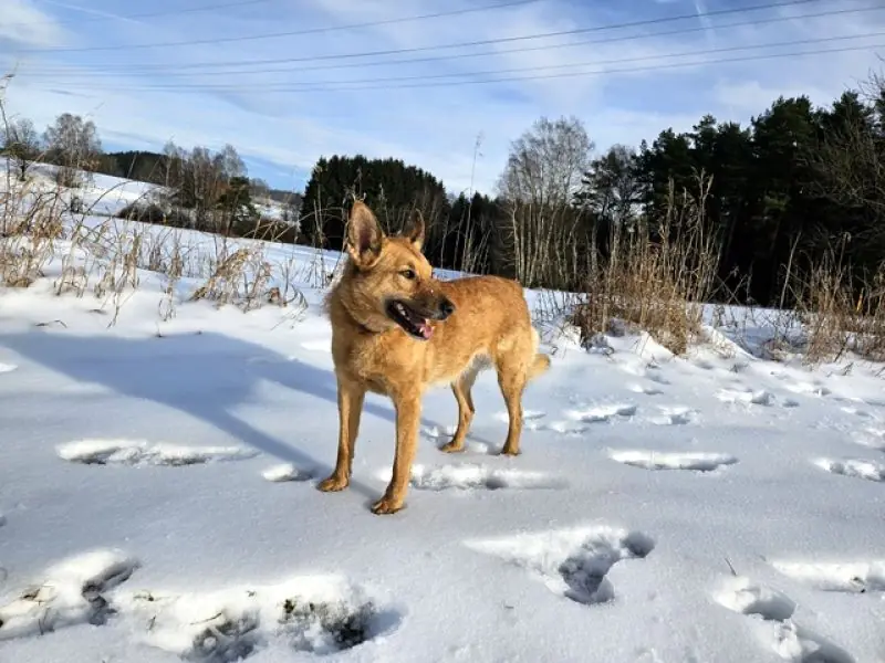 Zira -  - Bild 25