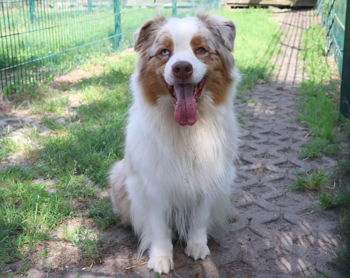 Noya - Australian Shepherd - Bild 1