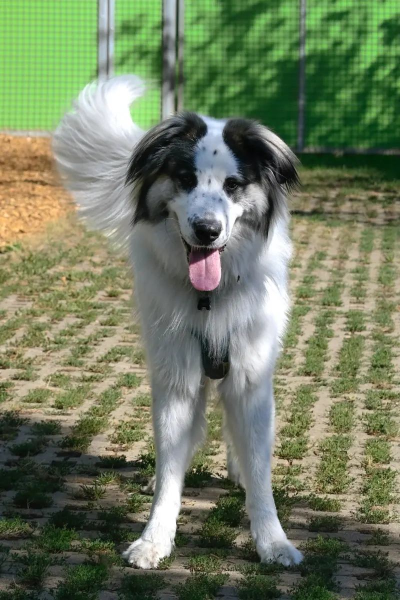 Buddy - Samojede - Bild 6