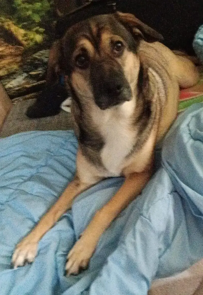 Maxi - Deutscher Schäferhund - Bild 1