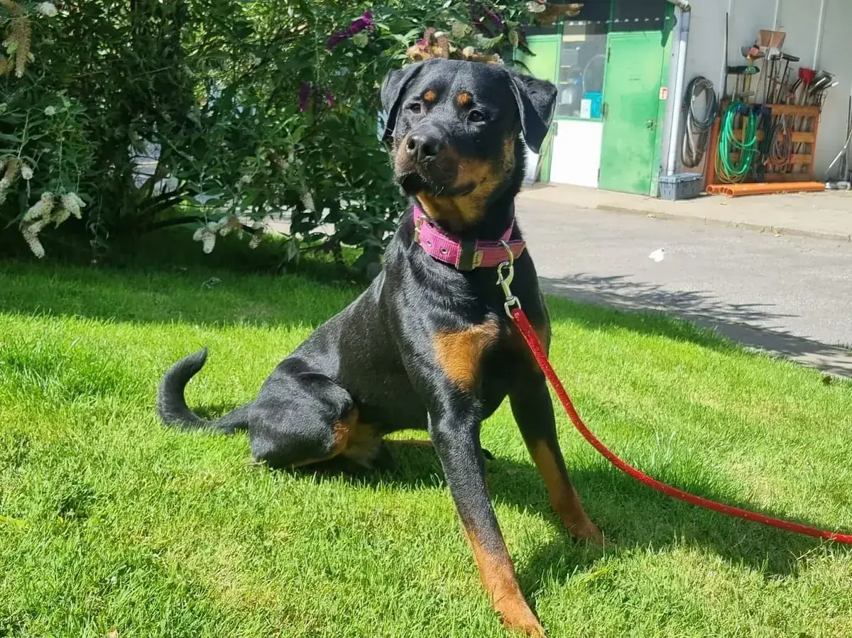 Rottweiler-Mix Erwin