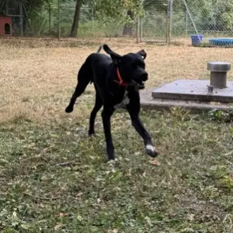 Simba -  - Bild 3