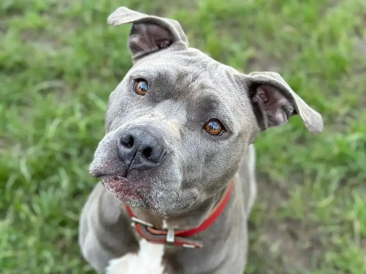 Jette - American Staffordshire Terrier - Bild 5