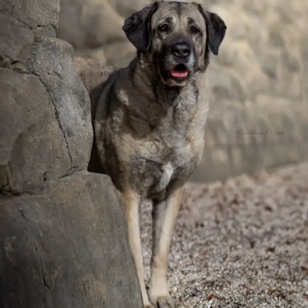Naz - Kangal-Hirtenhund - Bild 9
