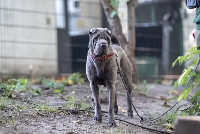 Mei - Shar-Pei - Bild 3