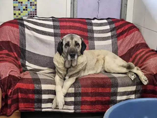 Naz - Kangal-Hirtenhund - Bild 2