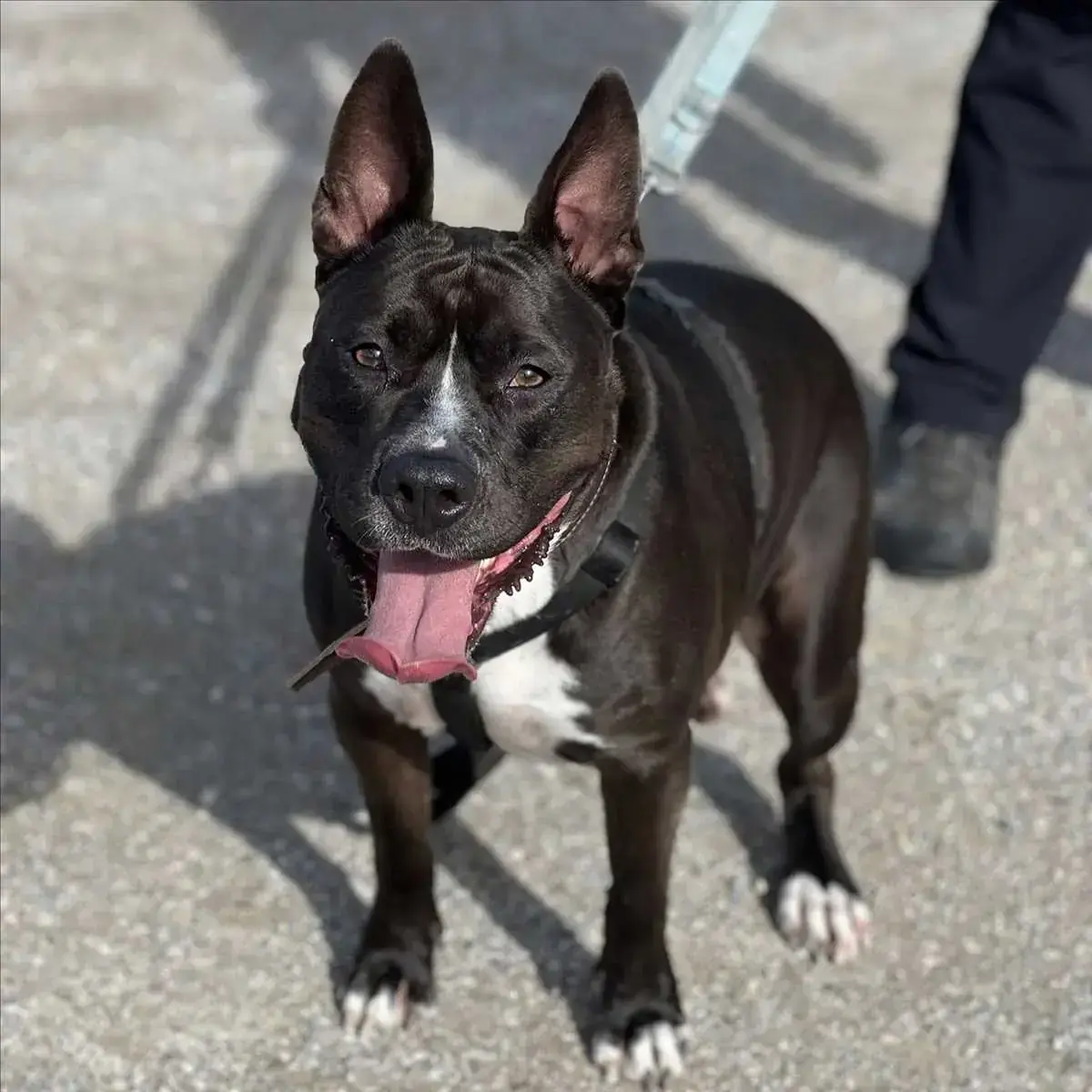 Rio - American Staffordshire Terrier - Bild 4