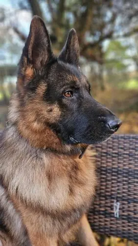 Jonny - Deutscher Schäferhund - Bild 4