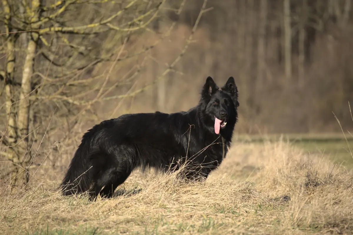 Filou - Deutscher Schäferhund - Bild 1