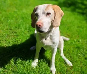 Beagle Shaila