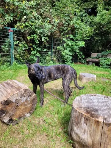 Freya - Hollandse Herdershond - Bild 7
