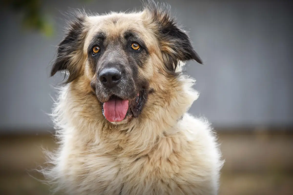 Mira - Kangal-Hirtenhund - Bild 3
