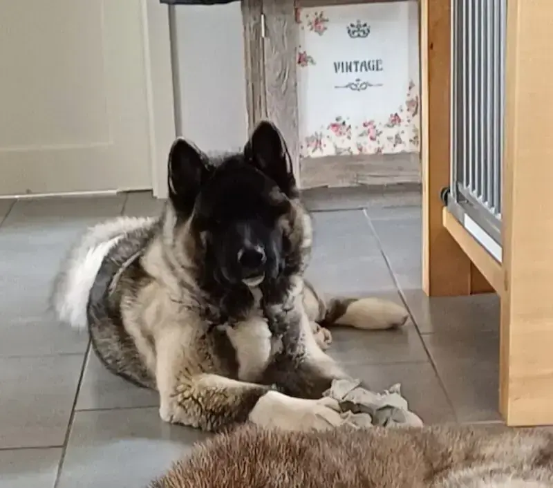 Kaya – American Akita – Bild 2