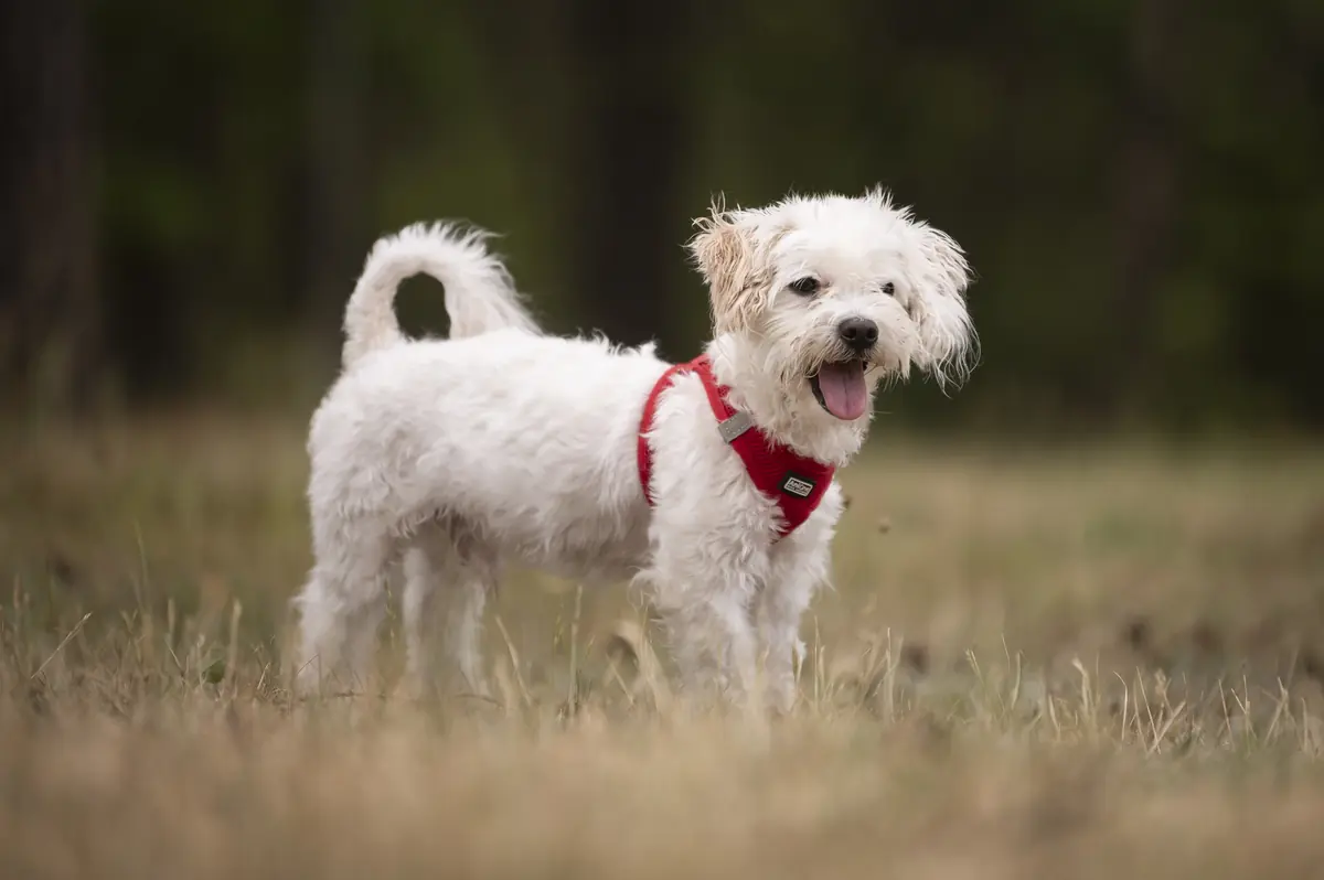Marie und Batzi - Bichon Frisé - Bild 3