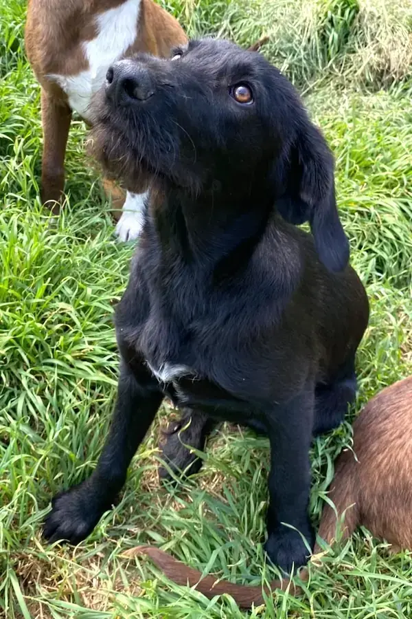 Benji -  - Bild 2