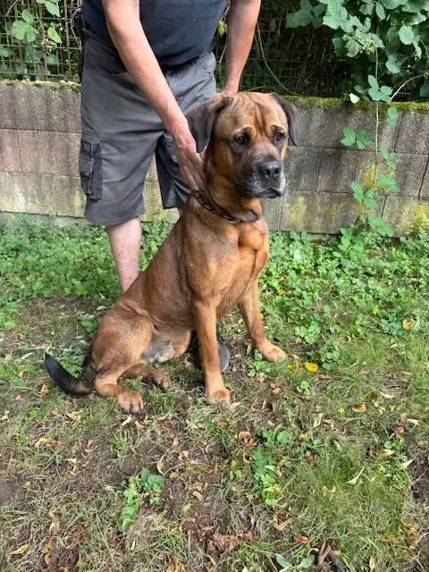 Cane Corso Italiano-Mix Nemo