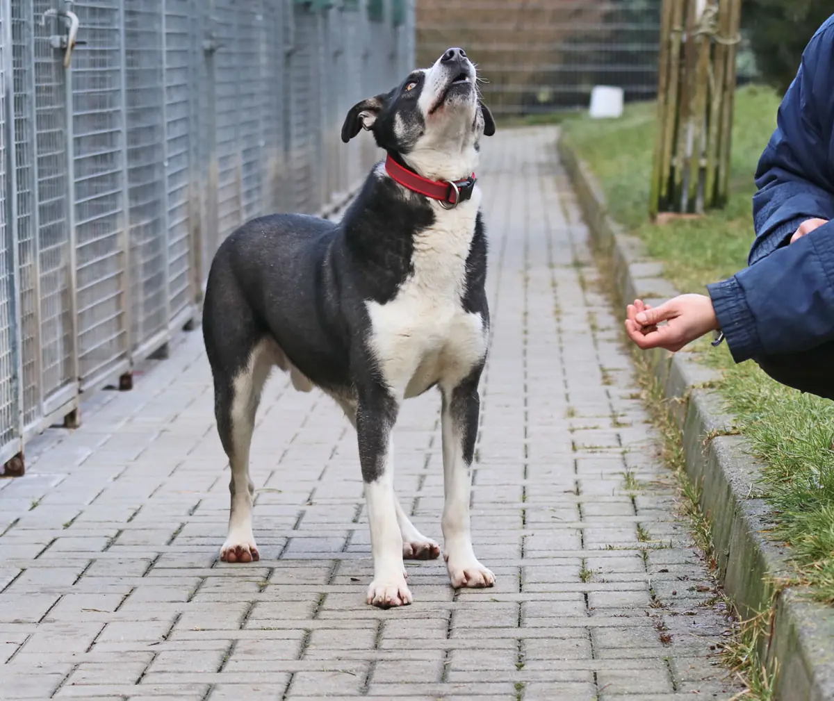 Buddy -  - Bild 11